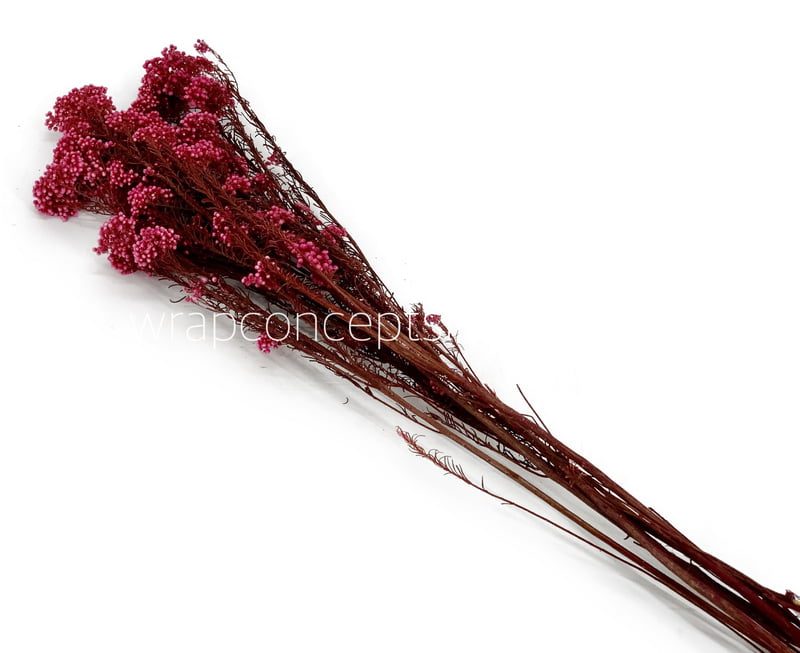 Preserved Rice Flower Preserved Rice Flower