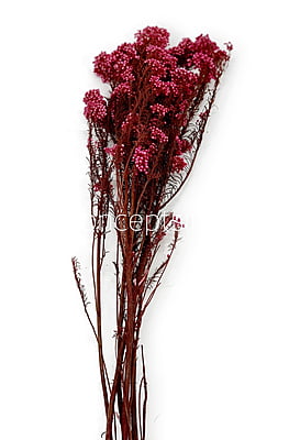 Preserved Rice Flower Preserved Rice Flower