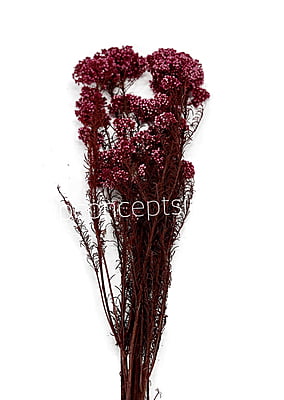 Preserved Rice Flower Preserved Rice Flower