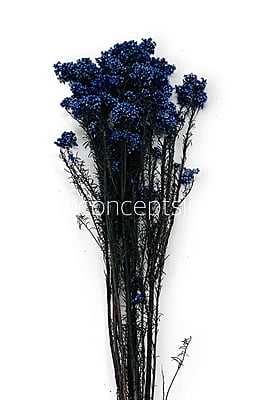 Preserved Rice Flower Preserved Rice Flower