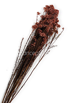 Preserved Rice Flower Preserved Rice Flower