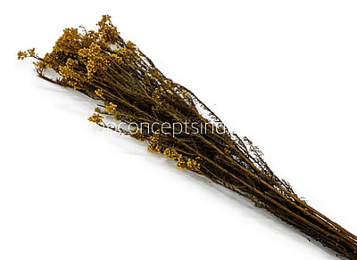 Preserved Rice Flower Preserved Rice Flower