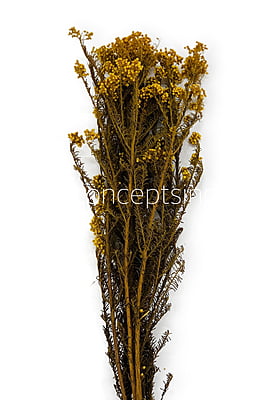 Preserved Rice Flower Preserved Rice Flower