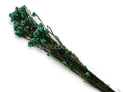 Preserved Rice Flower Preserved Rice Flower