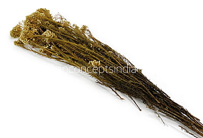 Preserved Rice Flower Preserved Rice Flower