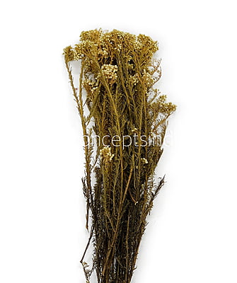 Preserved Rice Flower Preserved Rice Flower