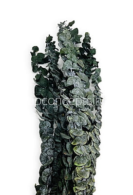 Natural Preserved Eucalyptus Bunch Natural Preserved Eucalyptus Bunch