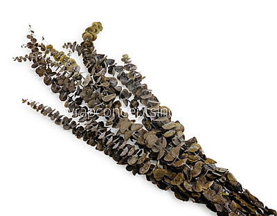 Natural Preserved Eucalyptus Bunch Natural Preserved Eucalyptus Bunch