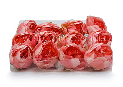 Peony - Coral Peony - Coral
