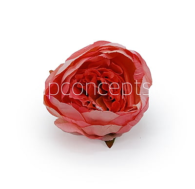 Peony - Coral Peony - Coral