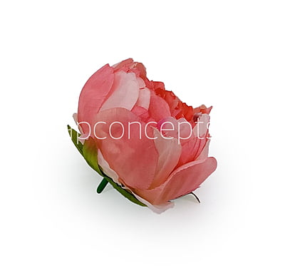 Peony - Coral Peony - Coral