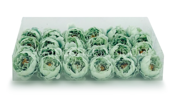 Pistachio Green Peonies