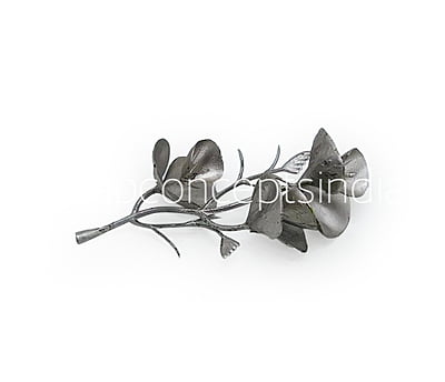 Champagne Eucalyptus Leaves Champagne Eucalyptus Leaves