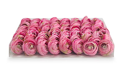 Small Peony-Pink