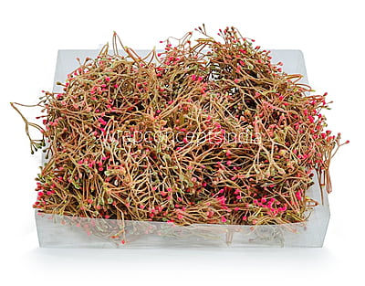 Pink Baby Breath Leaves Pink Baby Breath Leaves