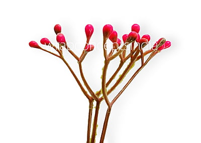 Pink Baby Breath Leaves Pink Baby Breath Leaves