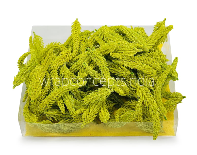 Yellow Green Fir Leaves Yellow Green Fir Leaves