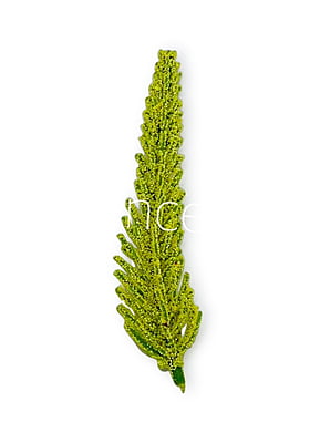 Yellow Green Fir Leaves Yellow Green Fir Leaves