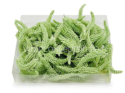 Light Green Fir Leaves Light Green Fir Leaves