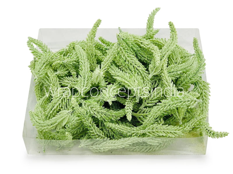 Light Green Fir Leaves Light Green Fir Leaves