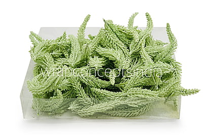 Light Green Fir Leaves Light Green Fir Leaves
