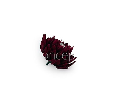 Maroon Water Lily Maroon Water Lily