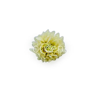 Ivory Water Lily