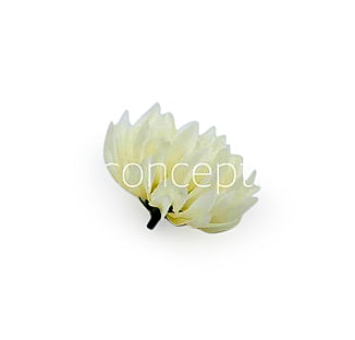 Ivory Water Lily