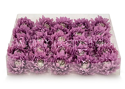 Lavender Water Lily Lavender Water Lily