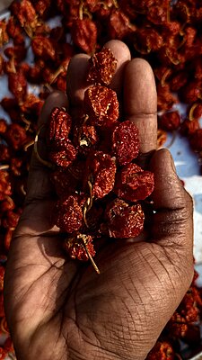 Dried Red Habanero Chilly