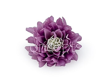 Lavender Water Lily Lavender Water Lily