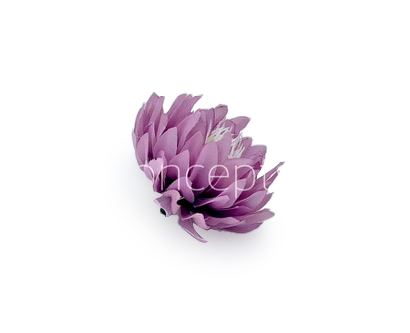 Lavender Water Lily Lavender Water Lily