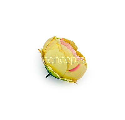 Peony - Lemon with hints of Peach Peony - Lemon with hints of Peach