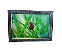 Beautifully photographed  in their natural habitat and elegantly framed Red avadavat in the wild || wildlife photograhy || Professionally captured photo || bird in a frame || home décor || Framed wall