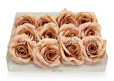 Cantaloupe Rose Cantaloupe Rose