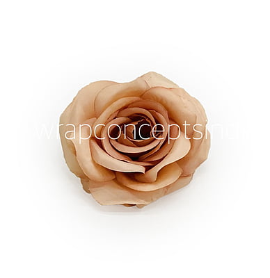 Cantaloupe Rose Cantaloupe Rose