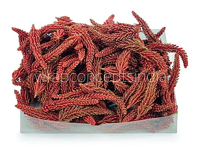 Red Fir Leaves