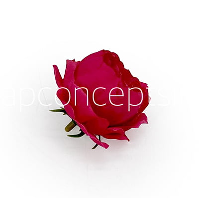 Fuchsia Pink Peonies Fuchsia Pink Peonies