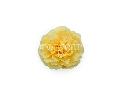 Corn Moutan Peony