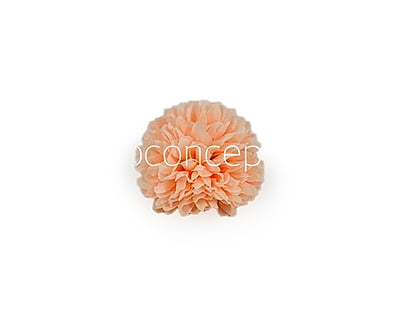 Carnation - Peach Carnation - Peach