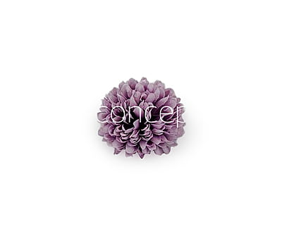 Carnation - Lavender