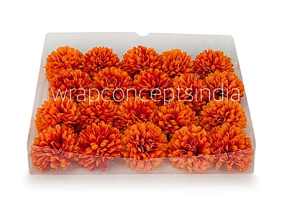 Carnation - Orange Carnation - Orange