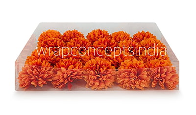 Carnation - Orange Carnation - Orange