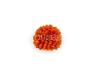 Carnation - Orange Carnation - Orange