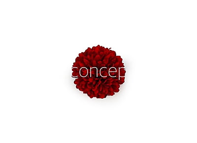 Carnation - Deep Red Carnation - Deep Red