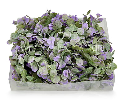 Purple & Green Blume Leaves Purple & Green Blume Leaves
