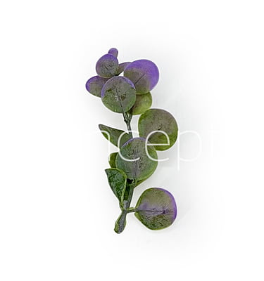 Purple & Green Blume Leaves Purple & Green Blume Leaves