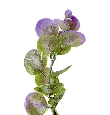 Purple & Green Blume Leaves Purple & Green Blume Leaves