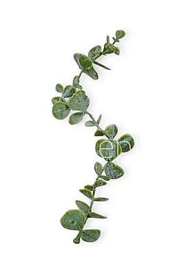 Light Green Long Eucalyptus Leaves Light Green Long Eucalyptus Leaves