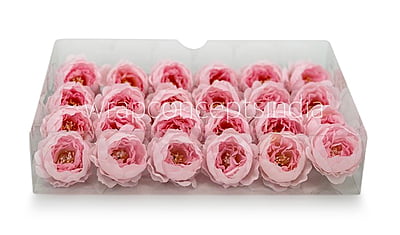 Baby Pink Peonies Baby Pink Peonies